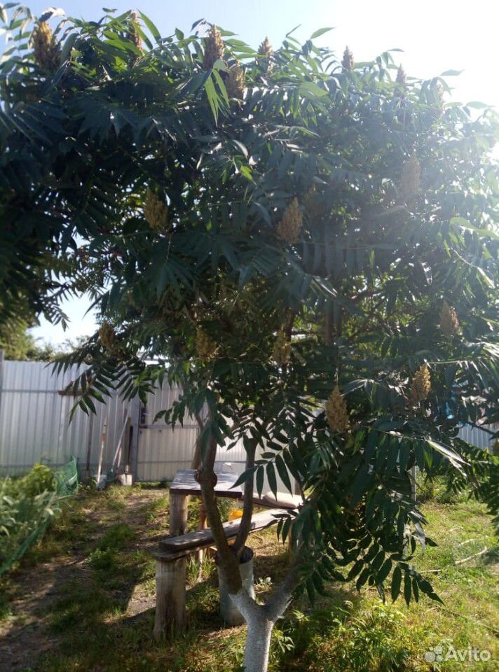 Уксусное дерево сумах купить на Зозу.ру - фотография № 4