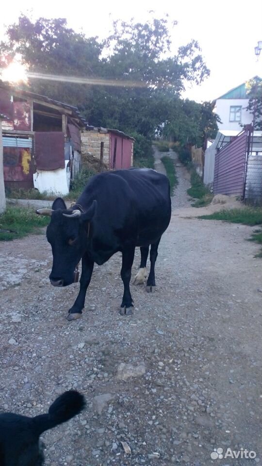 Продам корову стельную 8 мес купить на Зозу.ру - фотография № 1