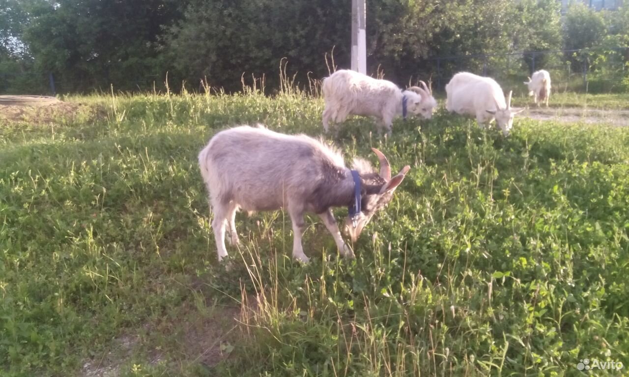Очень хорошие молочные дойные козы, козочка и козе купить на Зозу.ру - фотография № 5
