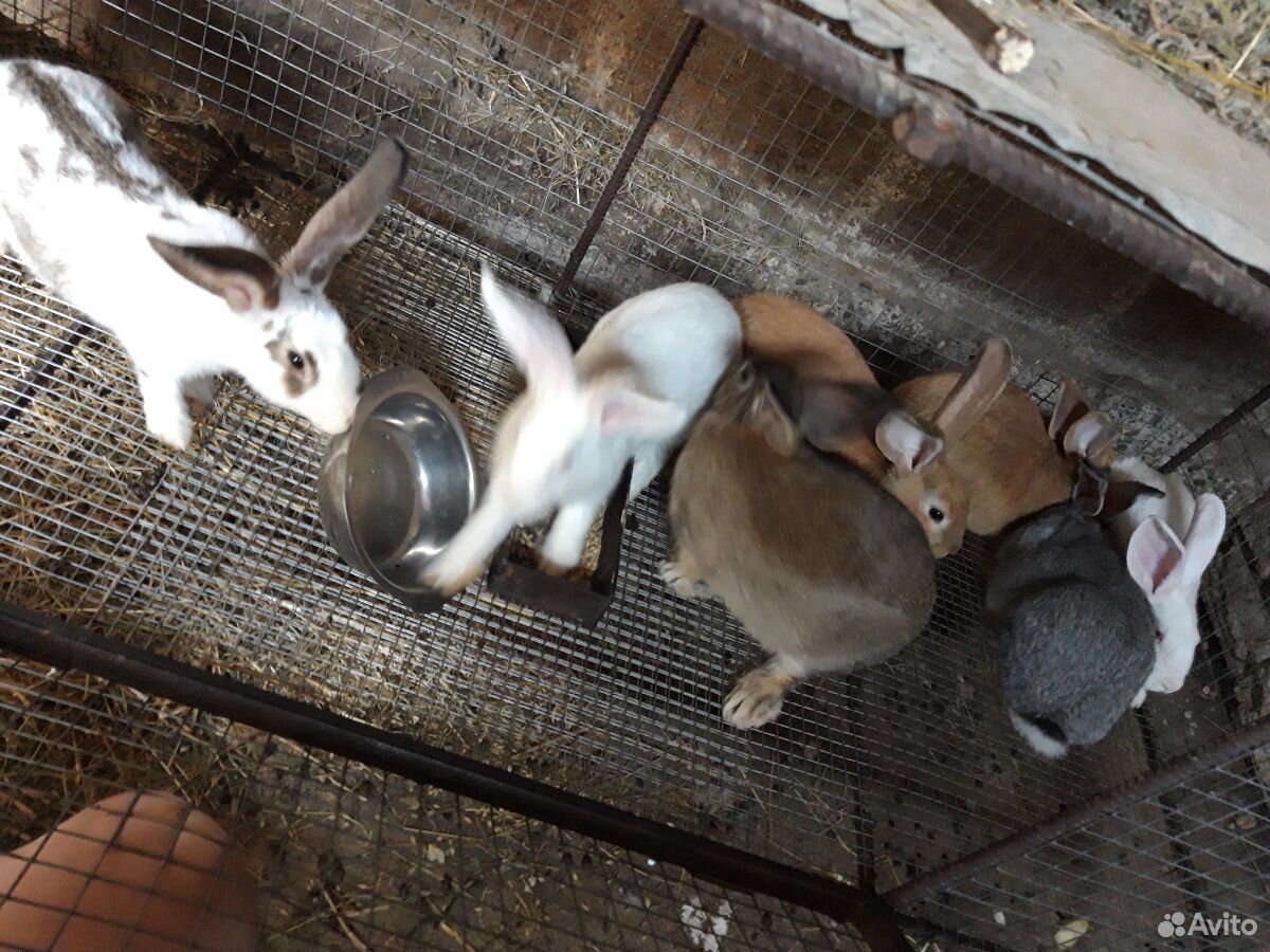 Молодые домашние кролики купить на Зозу.ру - фотография № 3
