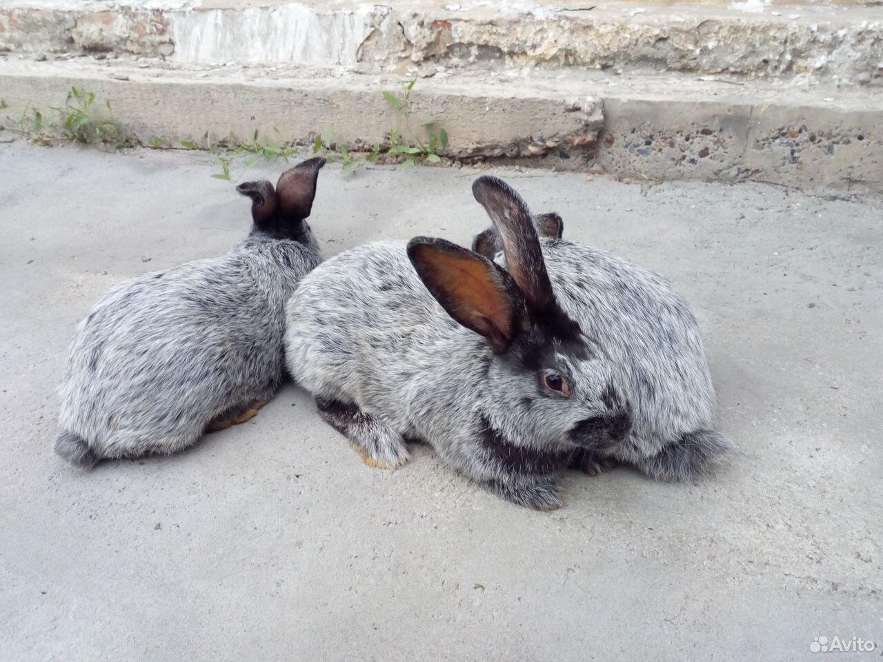 Кролики порода чистое серебро купить на Зозу.ру - фотография № 3