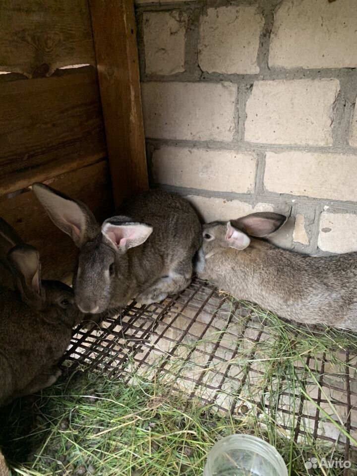 Кролики смесь фландера и чернобурки купить на Зозу.ру - фотография № 2