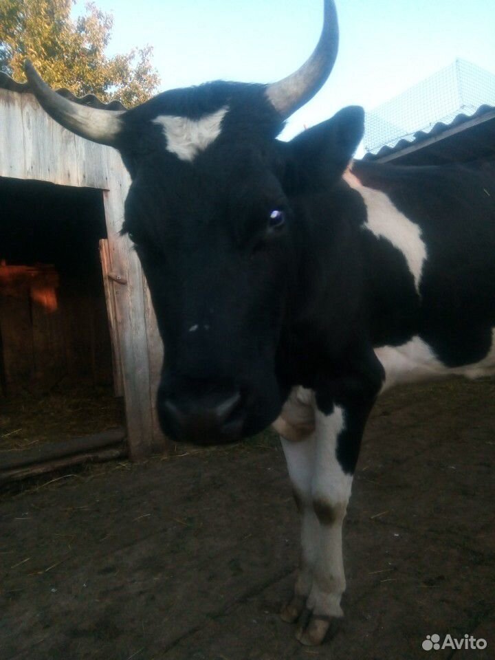 Продается корова,первотелка купить на Зозу.ру - фотография № 3