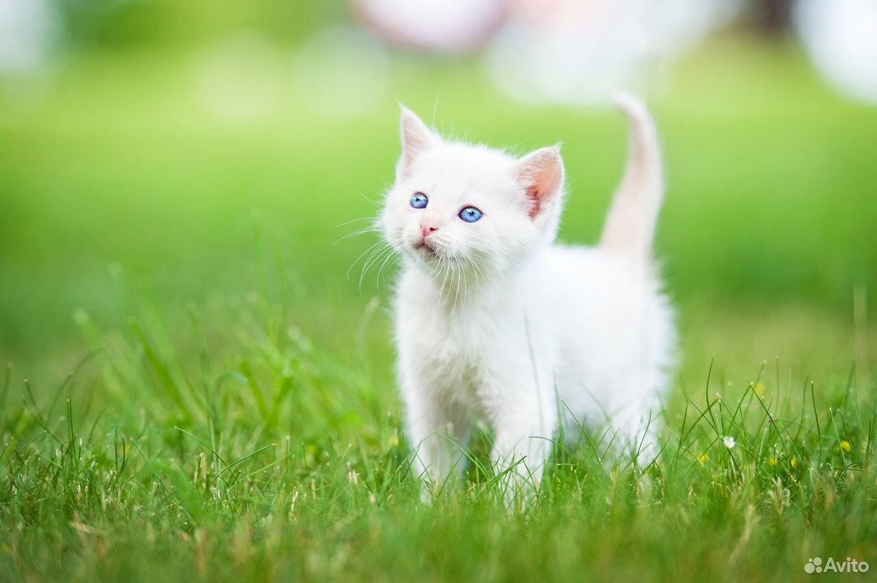 Белый котёнок купить на Зозу.ру - фотография № 3
