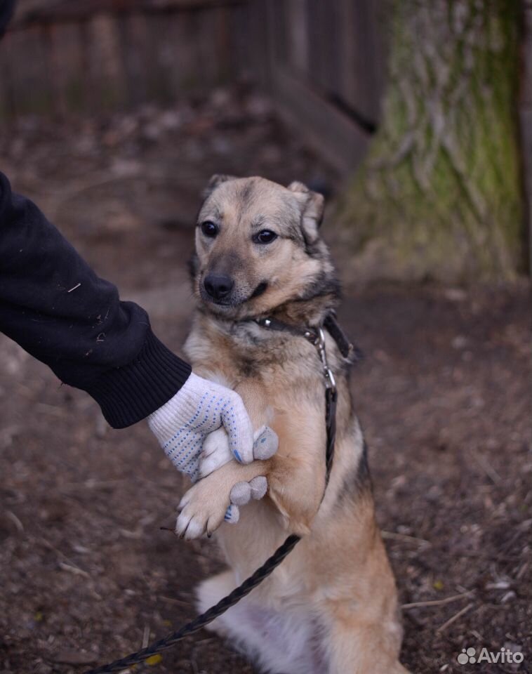 Молодая ласковая собака Изи купить на Зозу.ру - фотография № 2