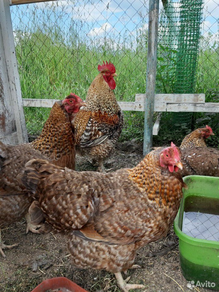 Цыплята мясо-яичных пород кур купить на Зозу.ру - фотография № 6