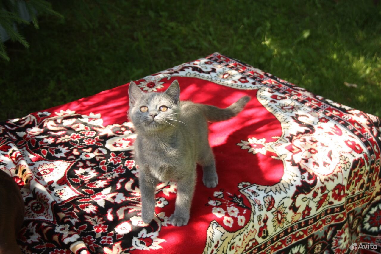 Котенок мимишка плюшечка купить на Зозу.ру - фотография № 2