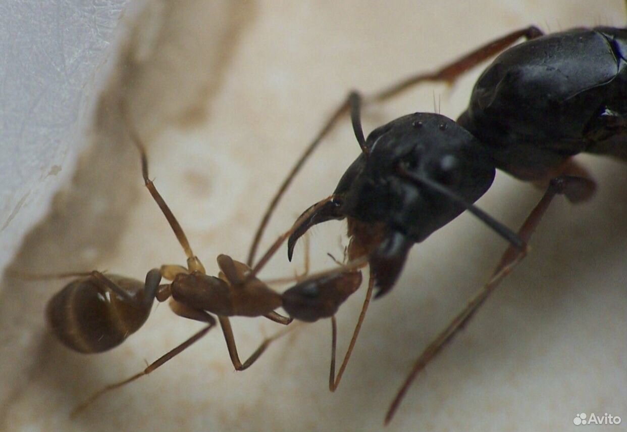 Camponotus Fellah/Parius купить на Зозу.ру - фотография № 2