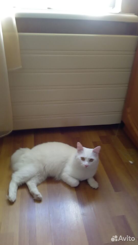 Помогите найти кота Беляша купить на Зозу.ру - фотография № 1