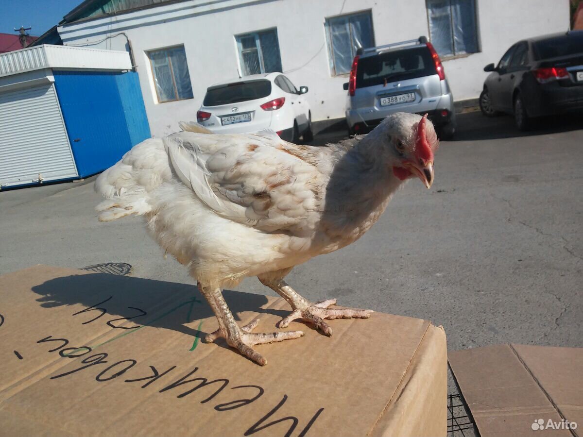 Цыплята куры купить на Зозу.ру - фотография № 1