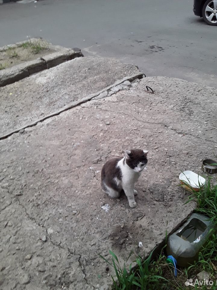 Кошка-потеряшка ждёт хозяев купить на Зозу.ру - фотография № 2