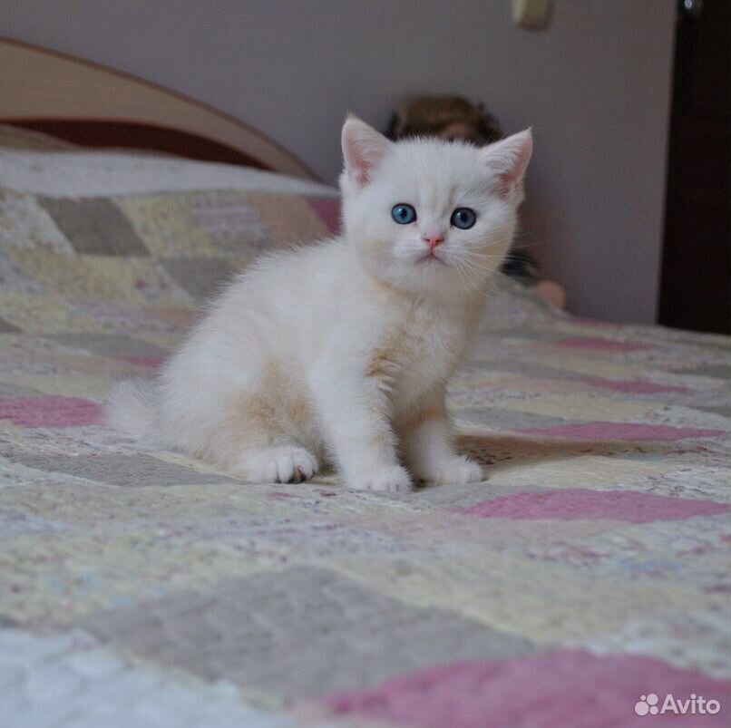 Великолепные котята британской шиншиллы купить на Зозу.ру - фотография № 2