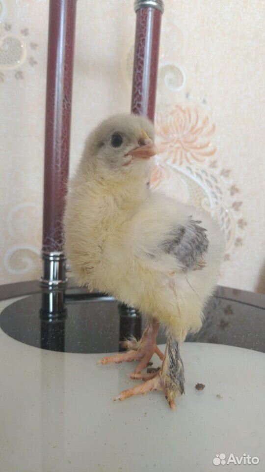 Инкубационное яйцо породных кур купить на Зозу.ру - фотография № 7