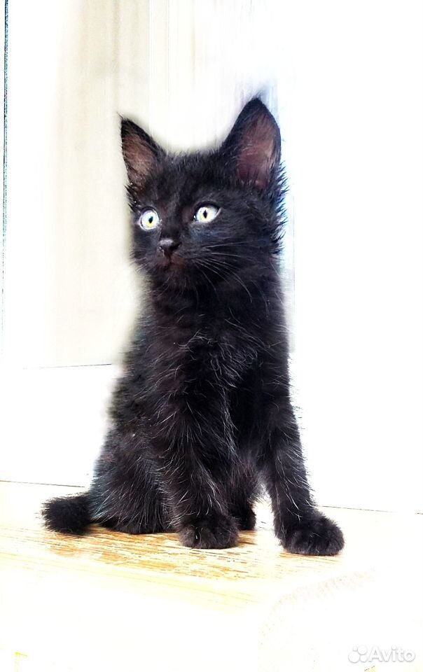 Котенок мальчик черненький 1,5 мес купить на Зозу.ру - фотография № 1