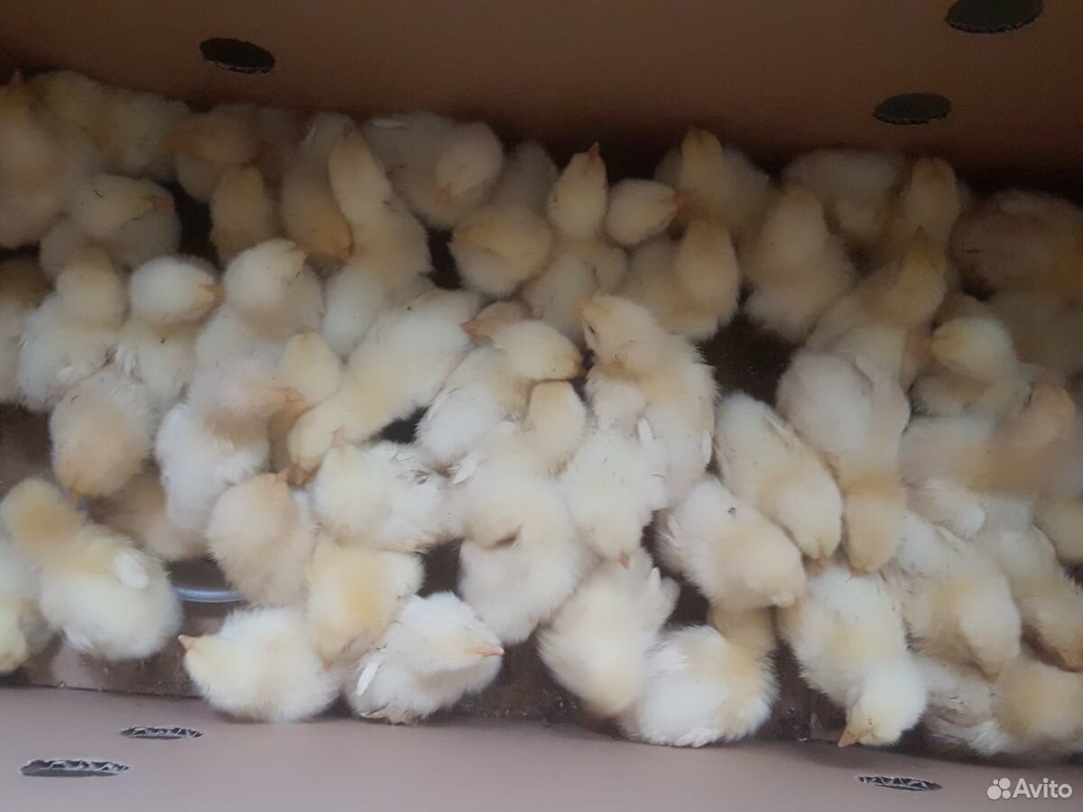 Продам ловенов крепышей цыплят 5 дней купить на Зозу.ру - фотография № 2
