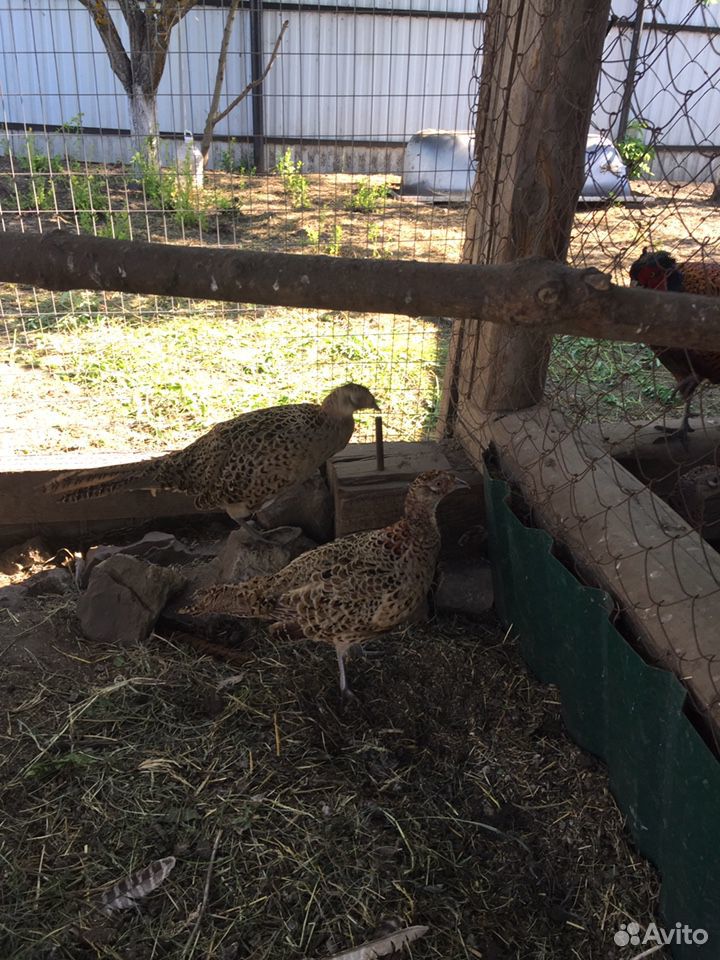 Семья охотничьих фазанов купить на Зозу.ру - фотография № 2