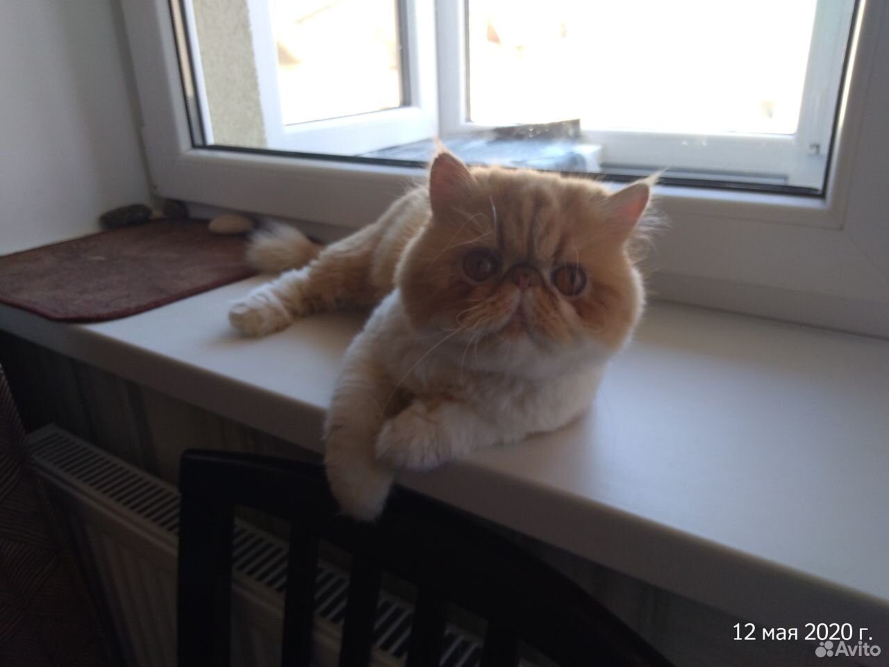 Перс, молодой кот купить на Зозу.ру - фотография № 1