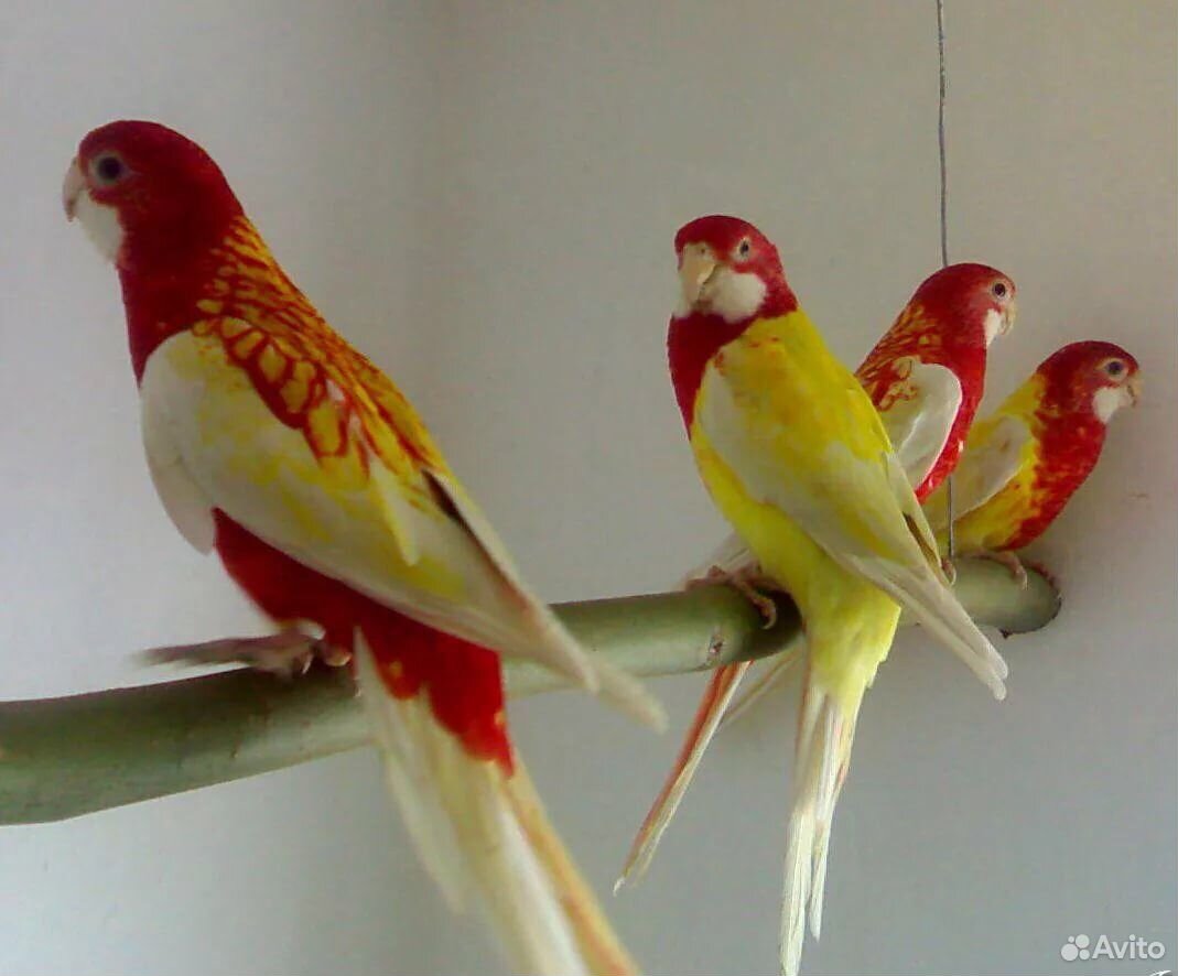 Говорящие попугаи розеллы купить на Зозу.ру - фотография № 1