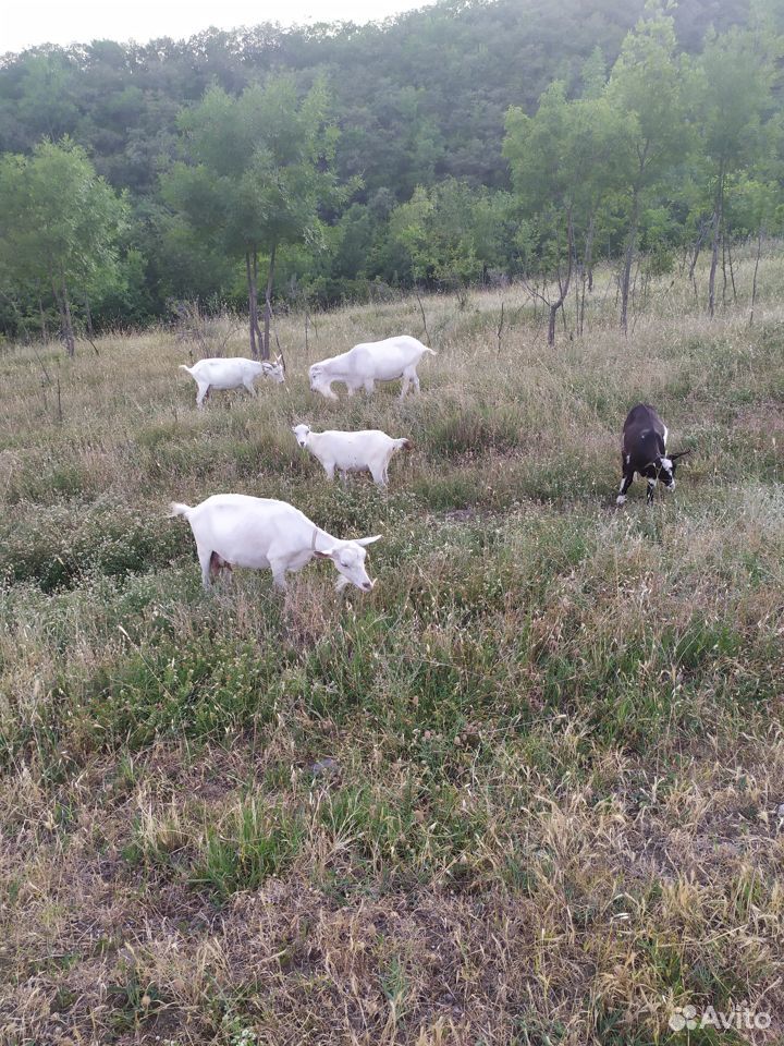 Продается коза с козленком, и козел купить на Зозу.ру - фотография № 1