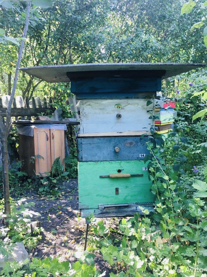 Пчелосемья + улей купить на Зозу.ру - фотография № 1