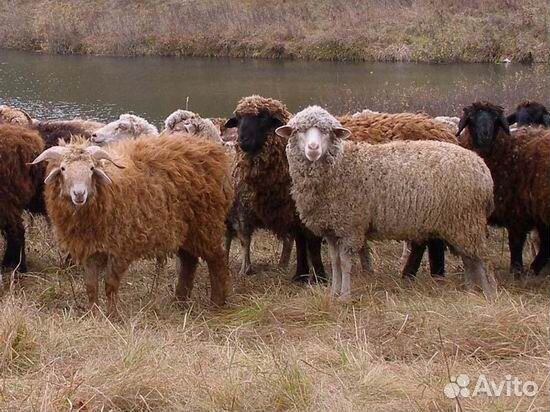 Продаются овцы и бараны купить на Зозу.ру - фотография № 1