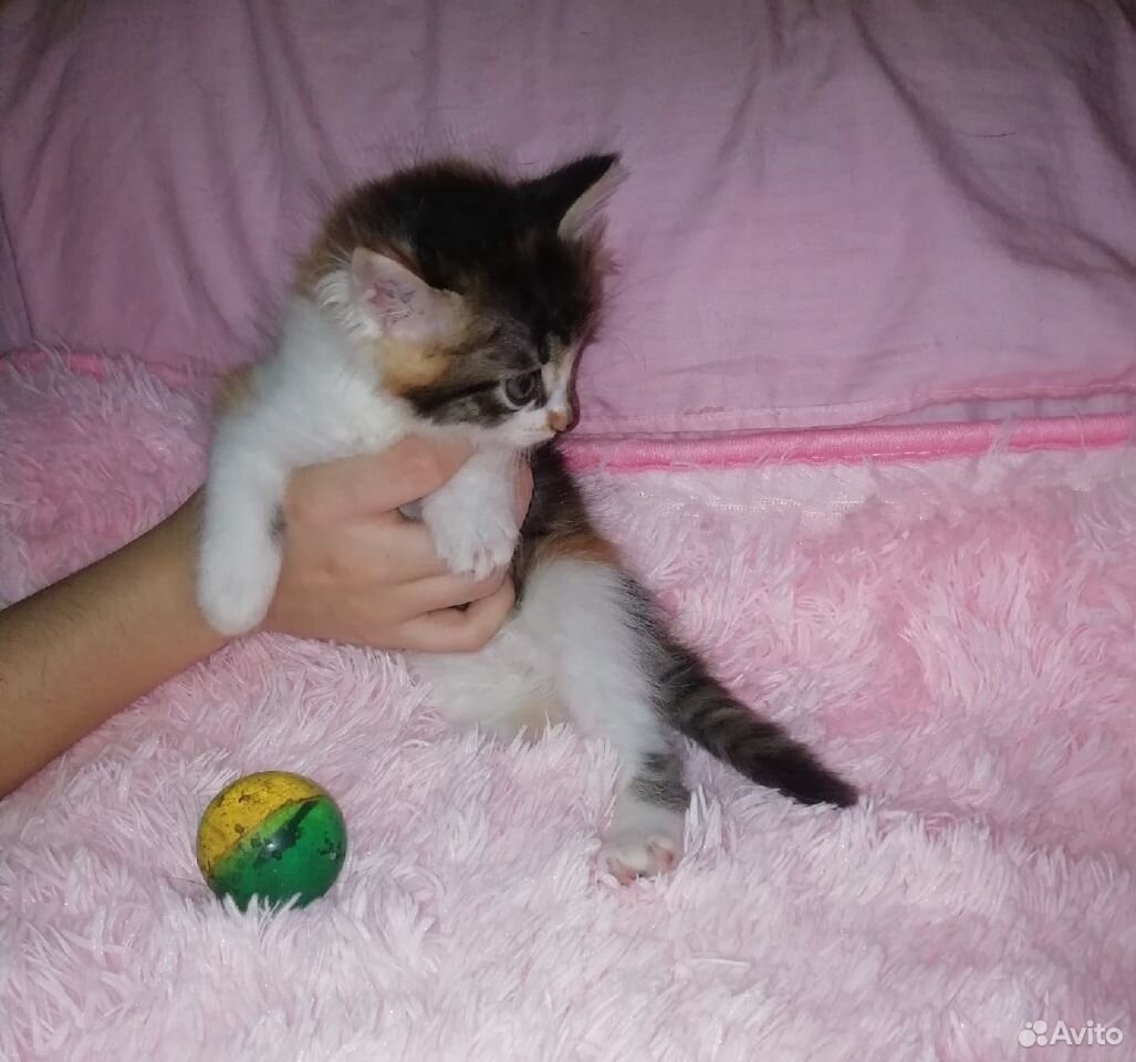 Нарядная котенок-девочка ищет дом купить на Зозу.ру - фотография № 3