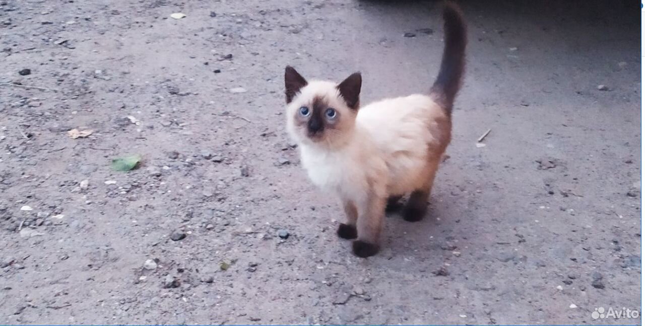 Ищем семью для сиамского котенка купить на Зозу.ру - фотография № 3