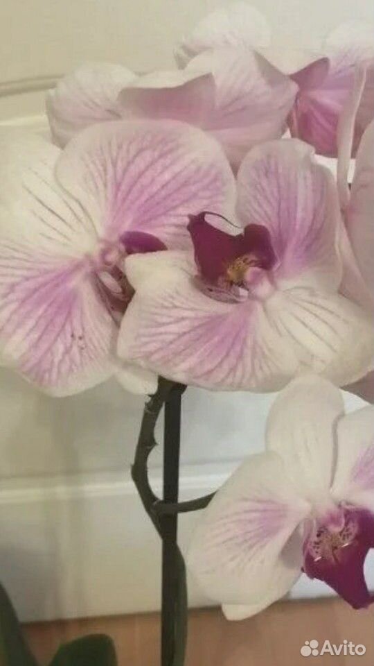 Фаленопсис орхидея сортовые купить на Зозу.ру - фотография № 8