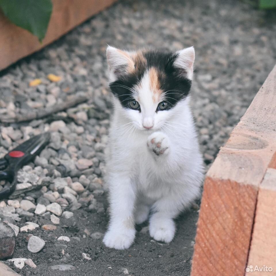 Котёнок ищет дом купить на Зозу.ру - фотография № 2