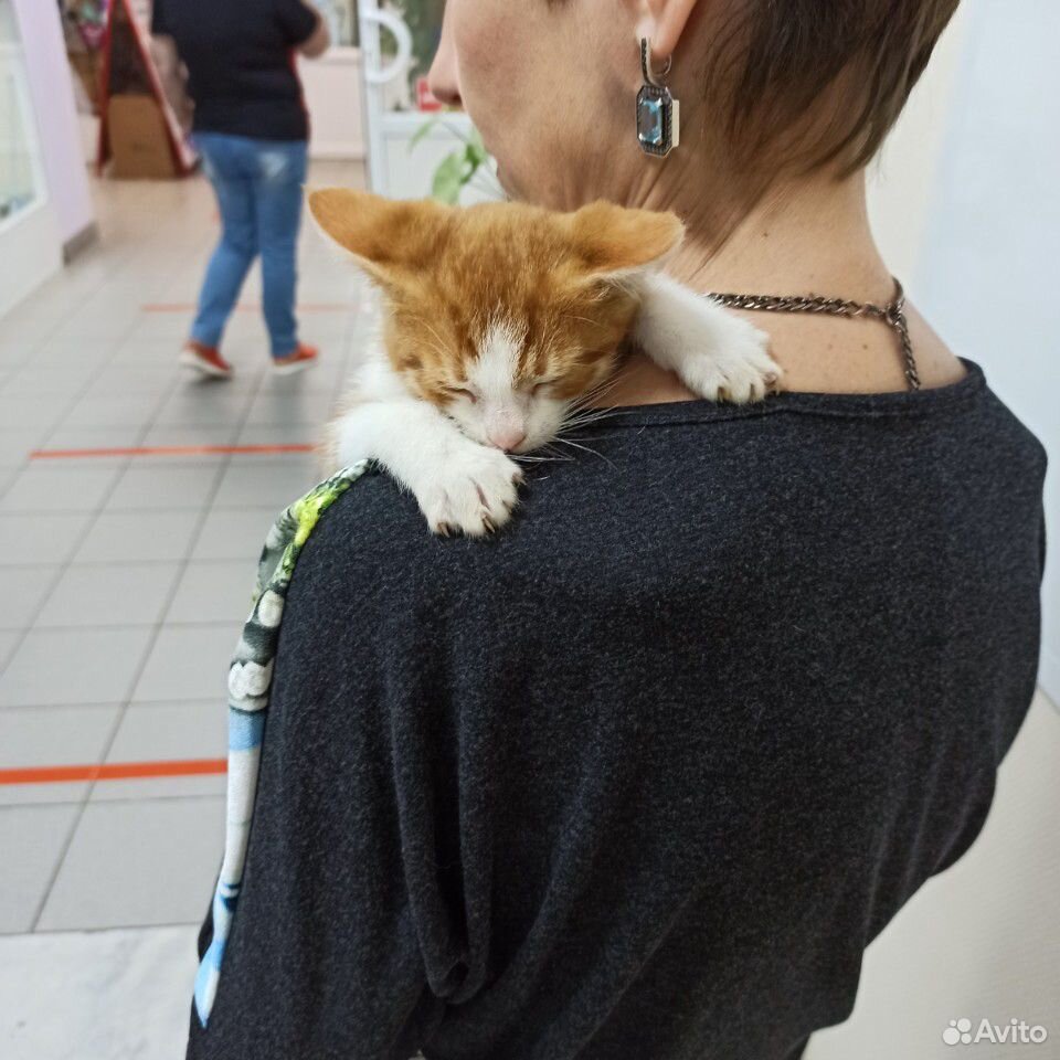 Котёнок купить на Зозу.ру - фотография № 6