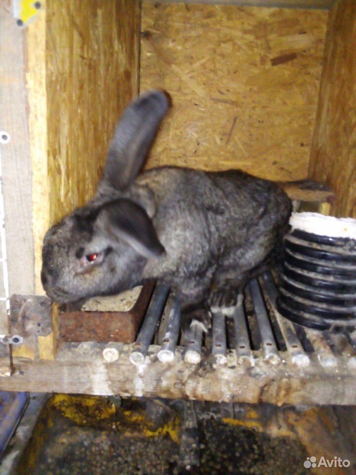 Кролики мясной породы купить на Зозу.ру - фотография № 7