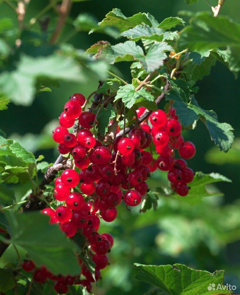Крыжовник смородина ягоды продам купить на Зозу.ру - фотография № 1