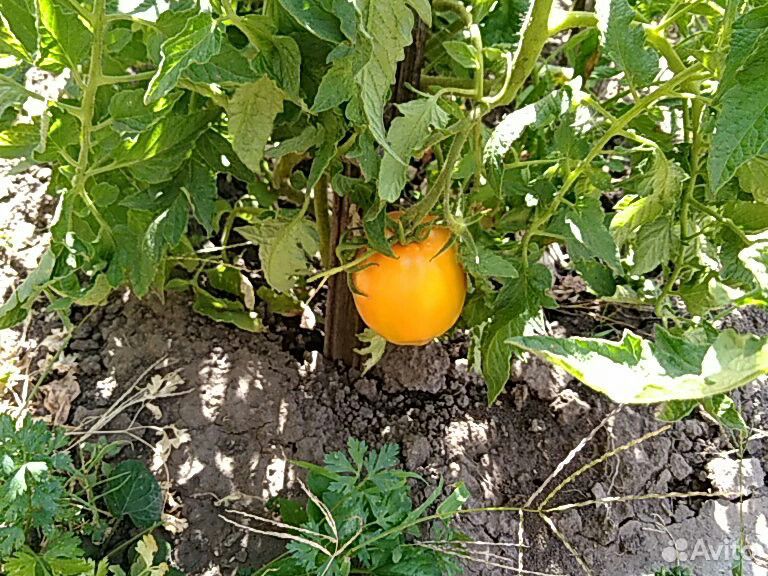 Продам помидоры из своего огорода,соберу при Вас купить на Зозу.ру - фотография № 2