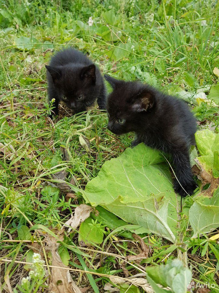 Котёнок чёрная девочка купить на Зозу.ру - фотография № 2