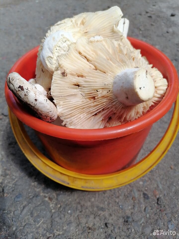 Грибы(белые грибы, лисички, грузди) купить на Зозу.ру - фотография № 2