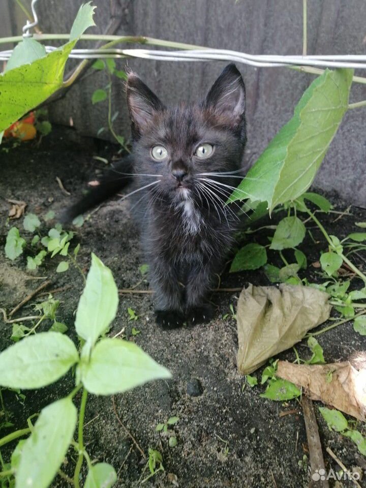 Котенок мальчик, 1,5 месяца купить на Зозу.ру - фотография № 1