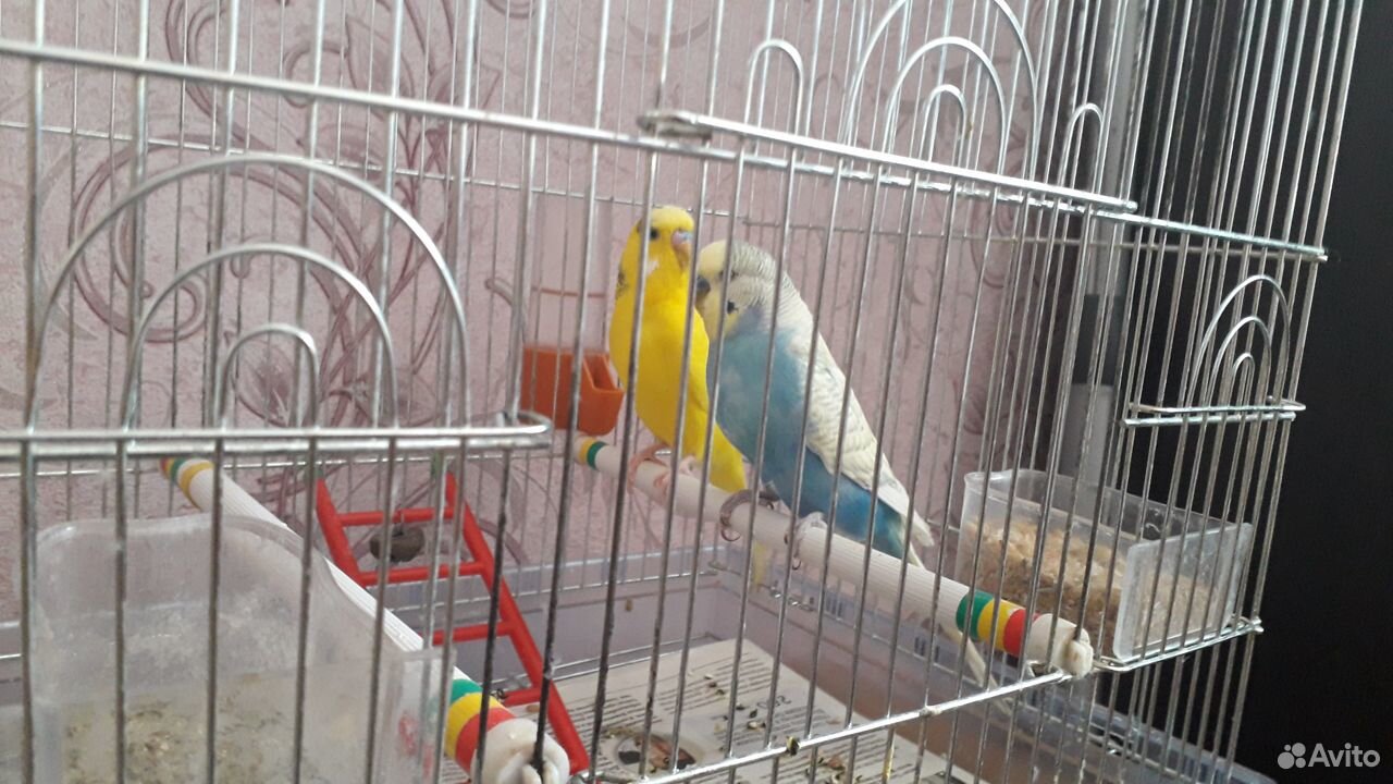 Волнистые молодые попугаи с клеткой купить на Зозу.ру - фотография № 1
