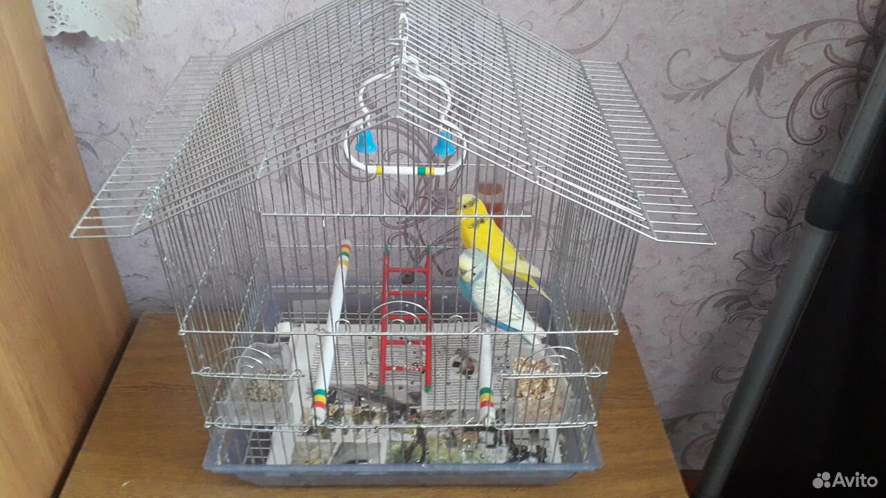 Волнистые молодые попугаи с клеткой купить на Зозу.ру - фотография № 5