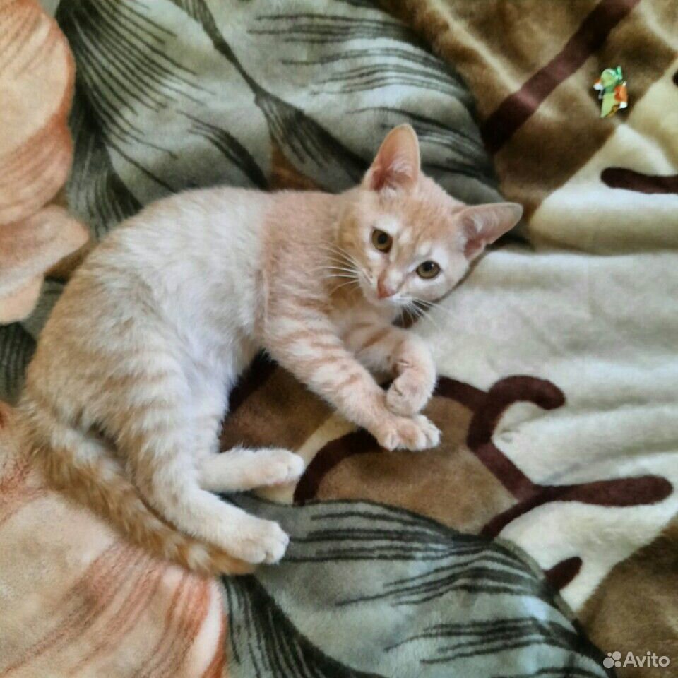 Персиковый котенок 3 месяца купить на Зозу.ру - фотография № 2