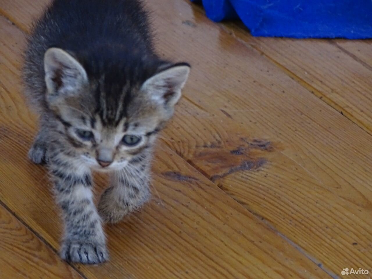 Авито курск котята. Котята 1 месяц не породистые. Котята без породы 1 месяц.