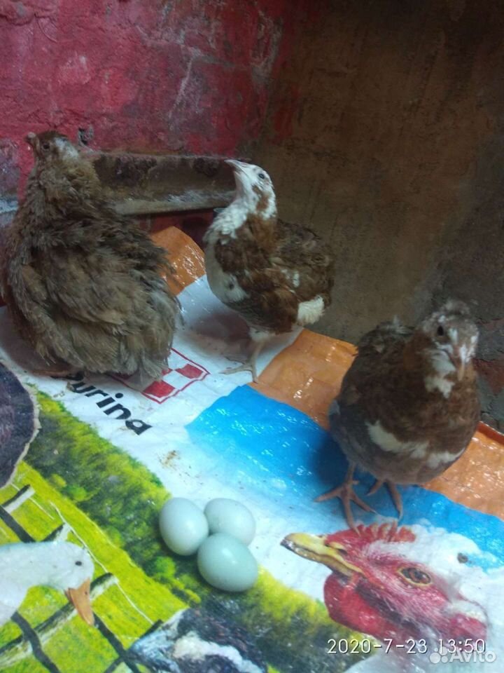 Семья перепелов Целадон, несущих голубые яйца купить на Зозу.ру - фотография № 2
