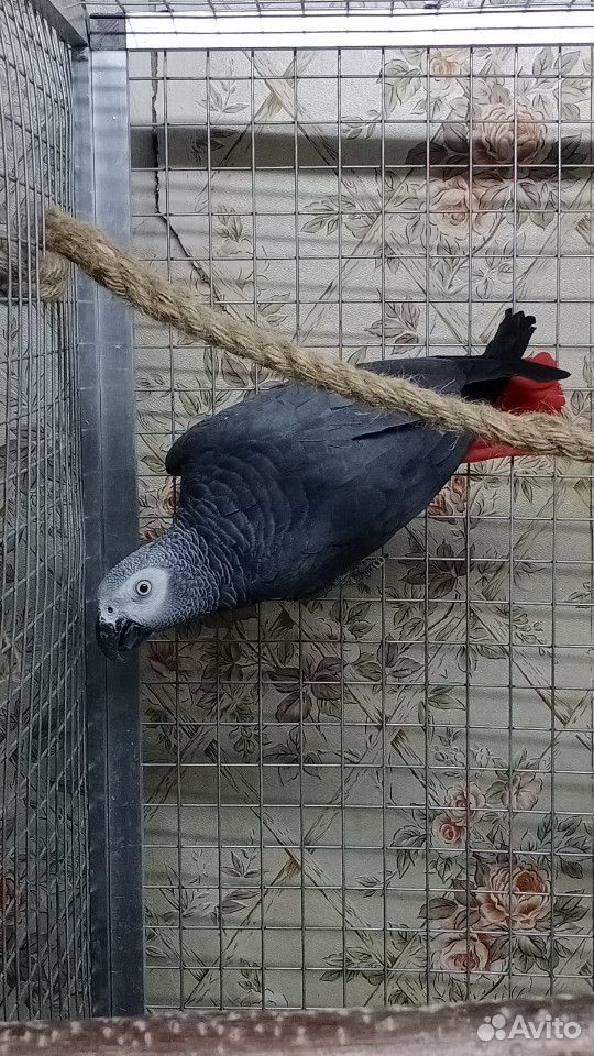 Серый попугай купить на Зозу.ру - фотография № 6