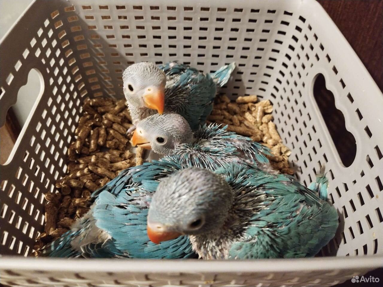 Ожереловый попугай голубой, жёлтый птенцы выкормыш купить на Зозу.ру - фотография № 5