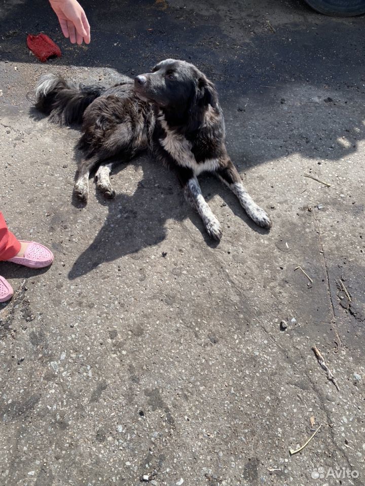 Найдена собака купить на Зозу.ру - фотография № 4