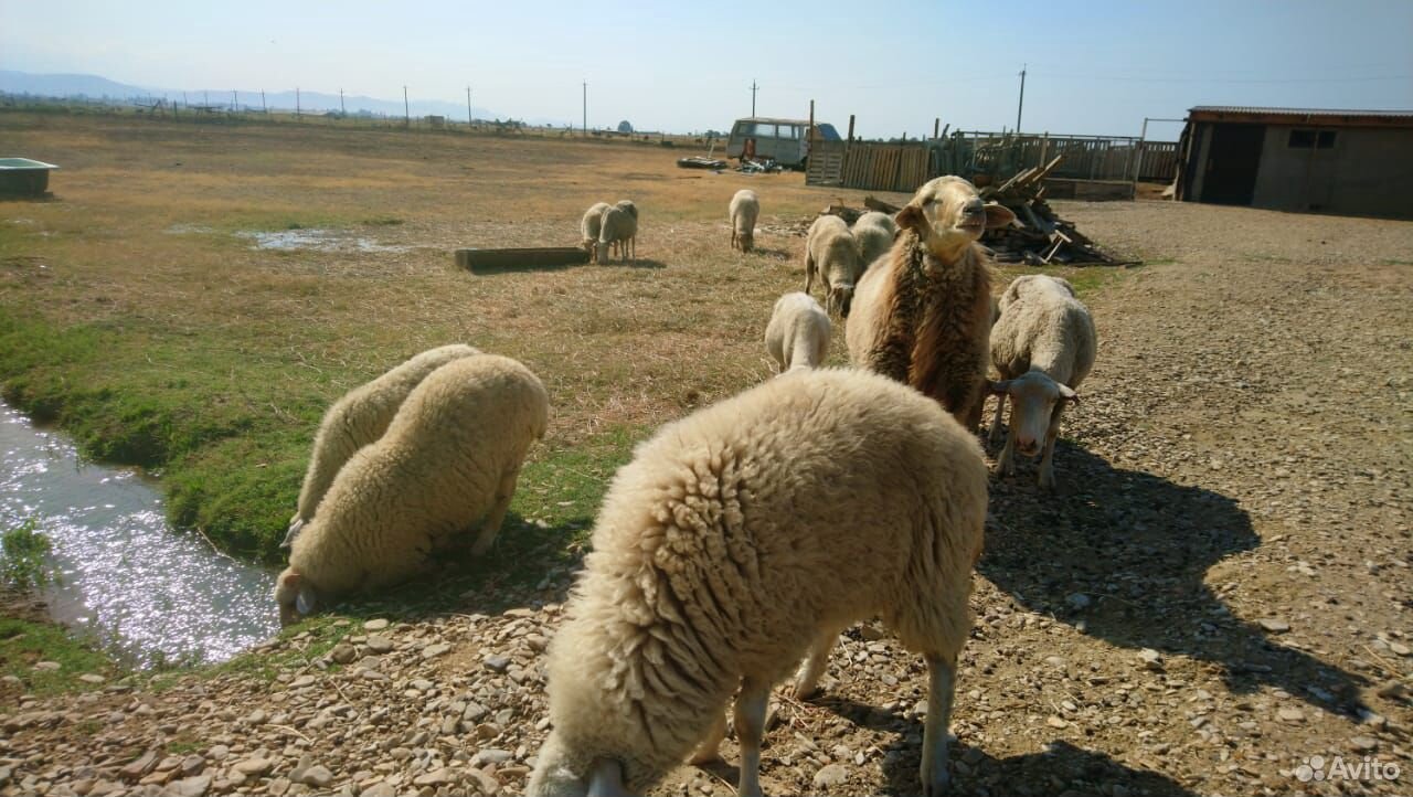 Бараны овцы ягнята купить на Зозу.ру - фотография № 6