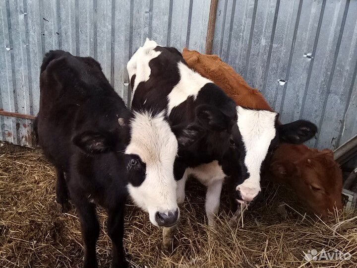 Телята продаётся 2 бычка и телечка по 4 месяца купить на Зозу.ру - фотография № 1