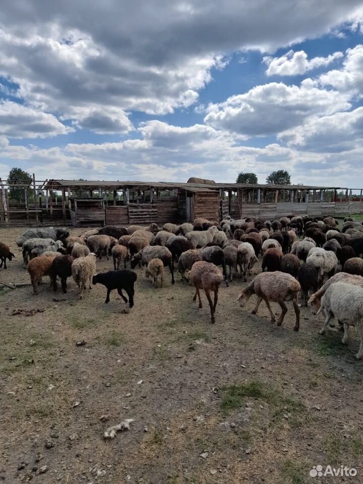 Овцы Баран купить на Зозу.ру - фотография № 2