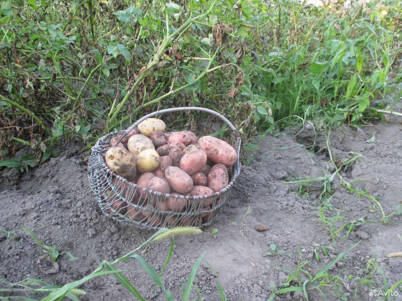 Картофель молодой урожай купить на Зозу.ру - фотография № 1