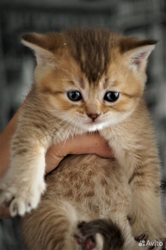 Шотландский котенок купить на Зозу.ру - фотография № 2