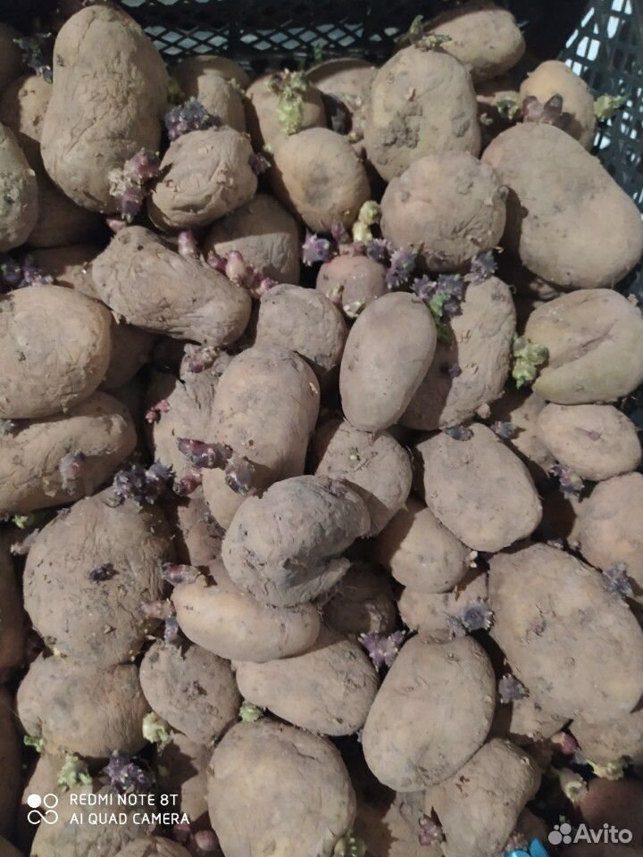 Картошка(семенная) купить на Зозу.ру - фотография № 2